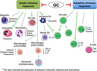 Glucocorticoid Therapy in Inflammatory Bowel Disease: Mechanisms and Clinical Practice
